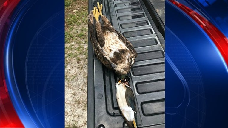 Dead bald eagle leads to two arrests, investigation_1498675333282.jpg