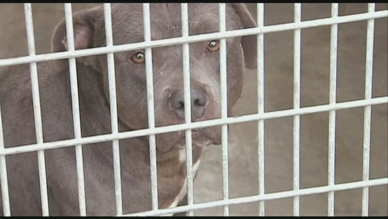 Dog_Flu_0_20160115013039-407068