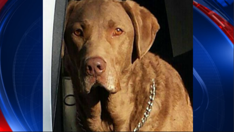 3ff273a2-Duke K9_1493647771104.PNG