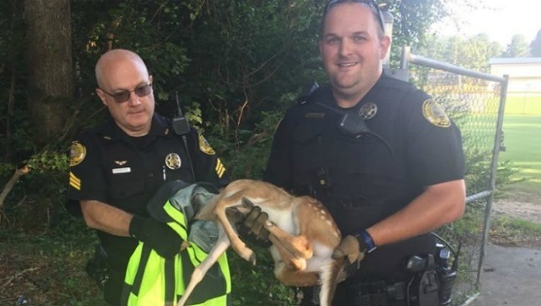 DuluthPolice_OfficersSaveDeer_08312018_1535711076097.jpg