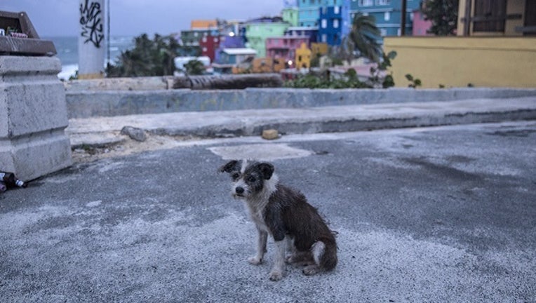 GETTY Dog Puerto Rico-401096