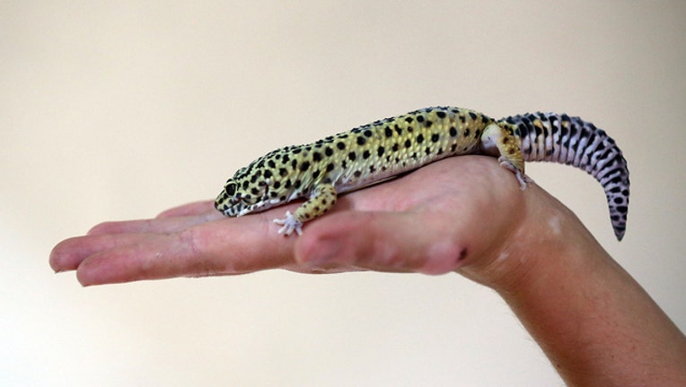 GETTY Gecko on Palm 100918-408200