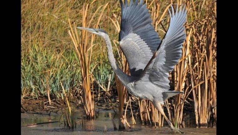 6a0bbf87-Great Blue Heron rising_PHOTO COURTESY US FISH AND WILDLIFE SERVICE -TOM KOERNER_1461171504043.jpg