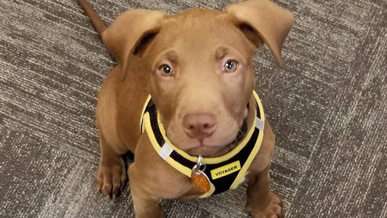 KTBC Shelter puppy 09222018_1537646918520.jpg-407693.jpg
