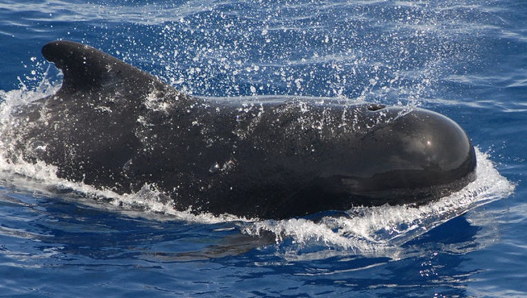 68f6e1ec-NOAA_PilotWhales_071719_1563366575846.jpg