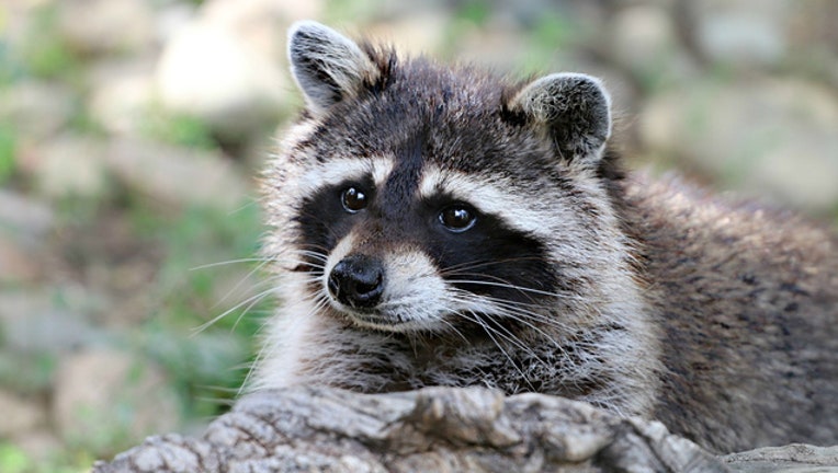 Pixabay_Raccoon_091718_1537214990267.jpg