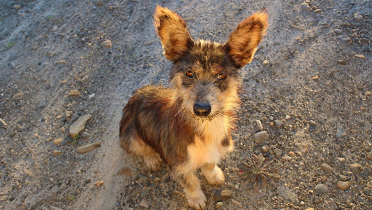 5b887f59-Pixabay_RescueDog_052019_1558359798439.jpg
