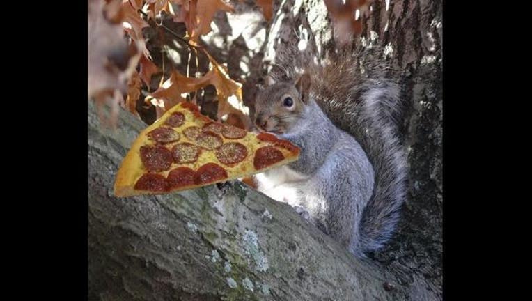 4c77fdd1-PizzaSquirrel_1457563114149.JPG