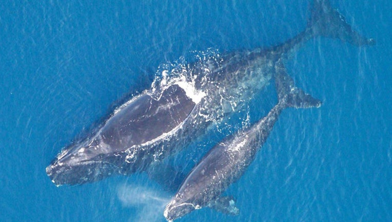 ad9c7416-RightWhales_1517670474607.jpg