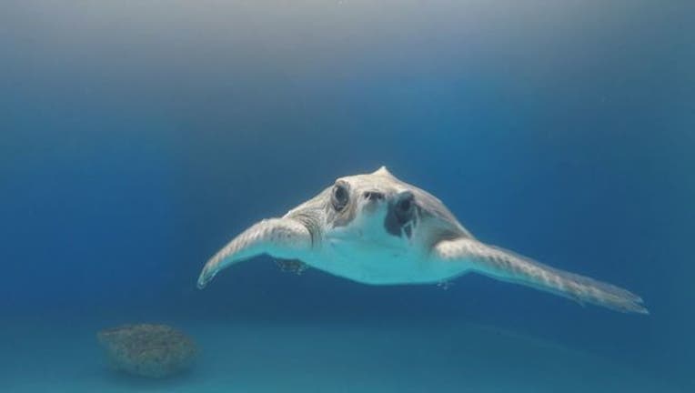 Sea_turtle_survives_after_ingesting_ball_0_20180712124239-401385