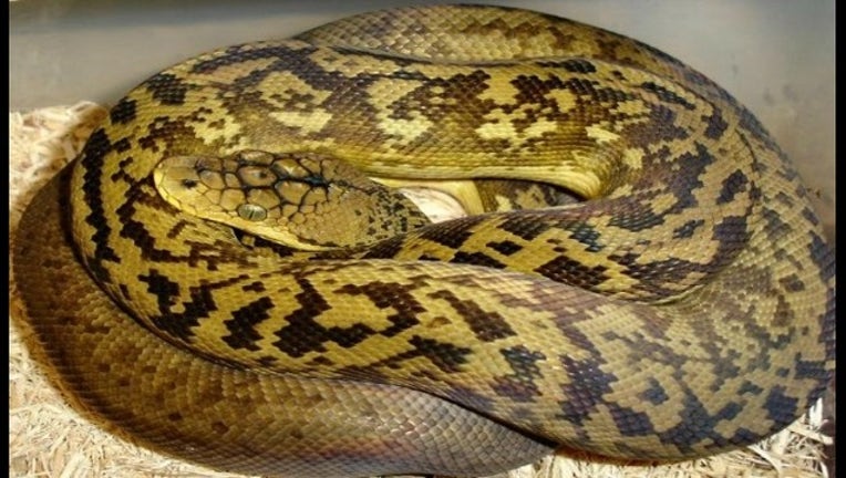 9970fd72-SnakeFB_1468178899548.jpg