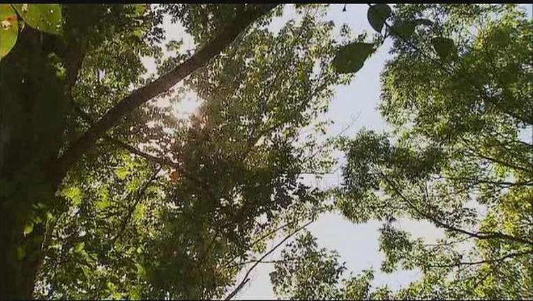 0ae0215f-forest-401720