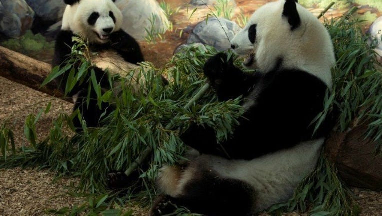 Zoo Atlanta's twin pandas to be returned to China | FOX 5 Atlanta
