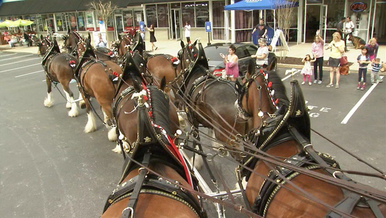 V CLYDESDALE HITCHING CEREMONY 5P _00.00.31.29_1457759752524.png