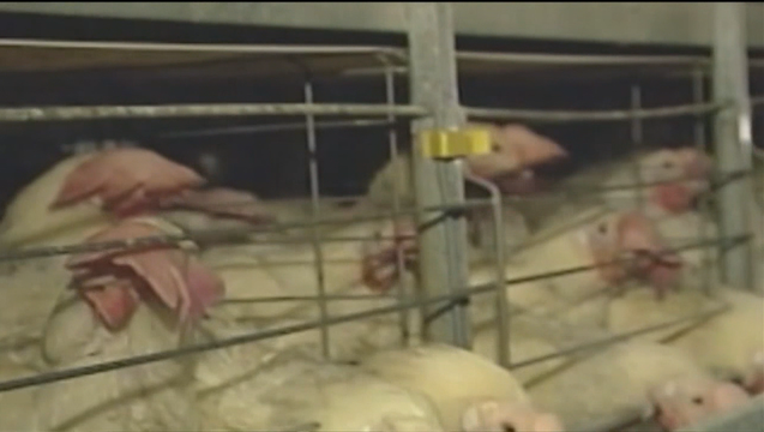 V TN BIRD FLU OUTBREAK 11P_00.00.00.11_1488865758041.png