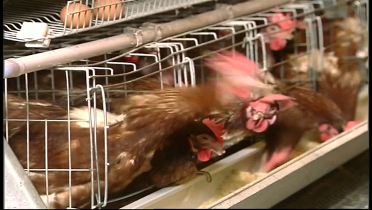 V TN BIRD FLU OUTBREAK 11P_00.00.18.24_1488865764509.png