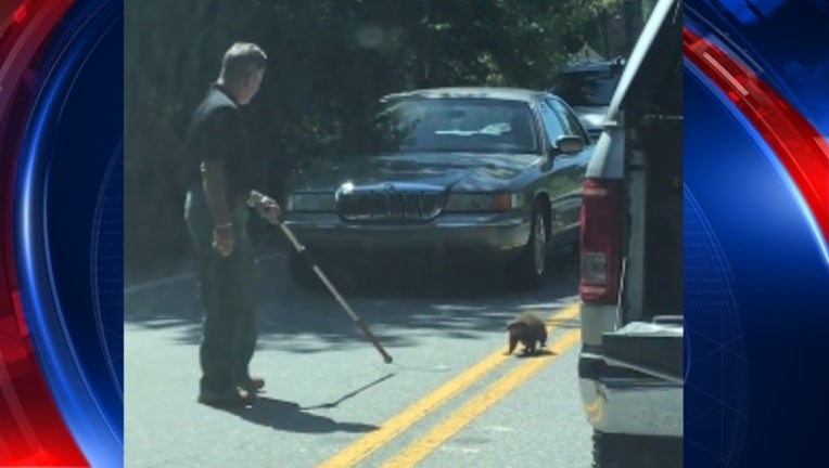 VIDEO Union County Sgt. tries to get groundhog out of the road _1498834604274.jpg