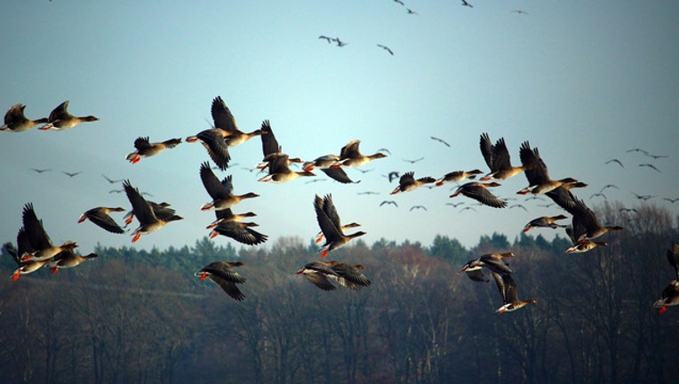 18cbea89-Wild Geese Goose_1517606529734-401720.jpg
