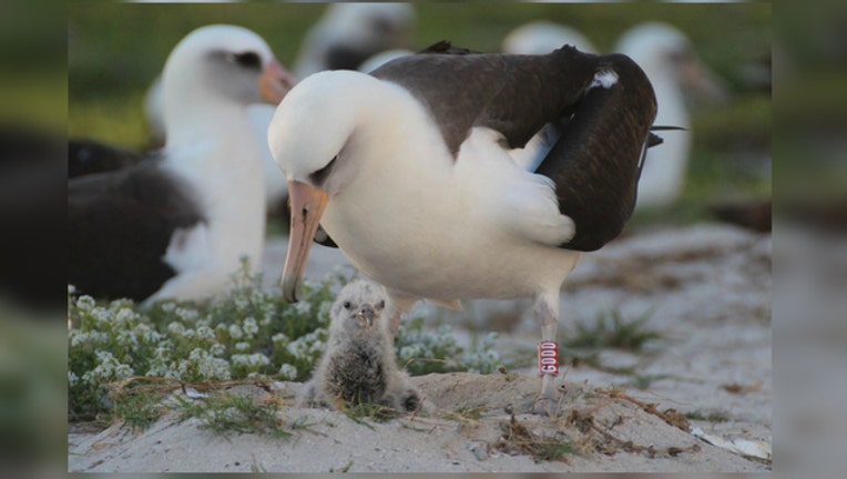 Wisdom the Albatross photo courtesy USFWS-404023