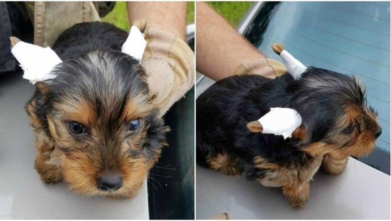 Georgia State Patrol Saves Stolen Yorkie Puppies