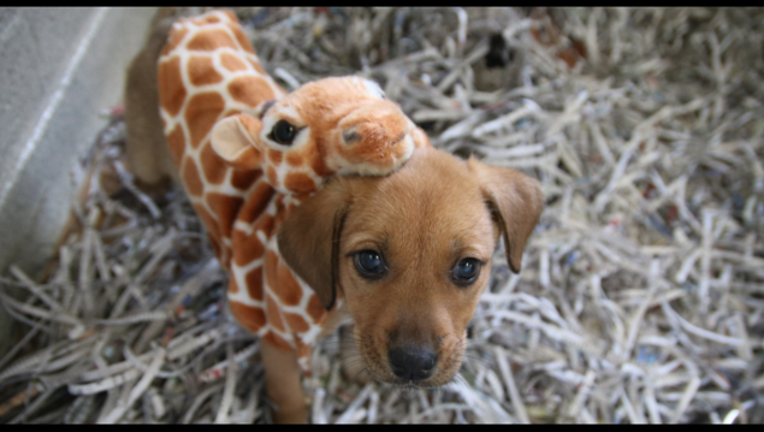 2a03df13-april the giraffe 2_1490885260880.png