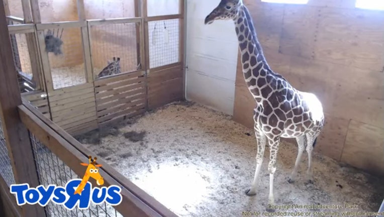 4df48d5d-april the giraffe_1552316040887.jpg-402429.jpg