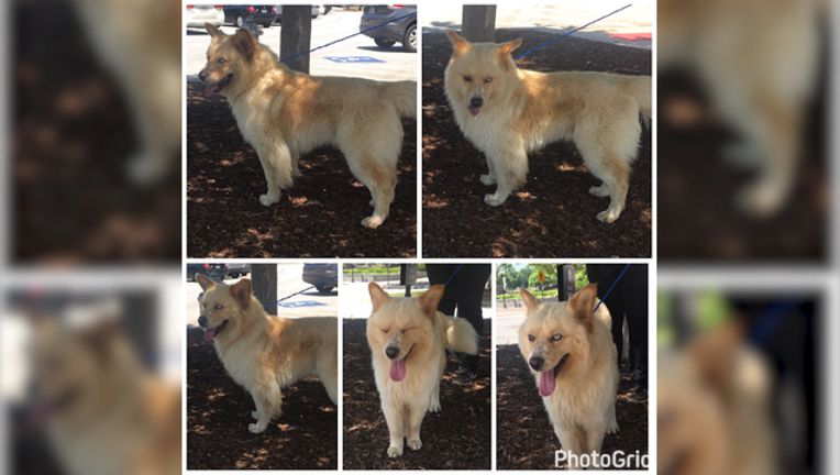 b87aac63-V WOMAN BEATS DOG VIDEO 5P _00.00.28.26_1495487611324.png