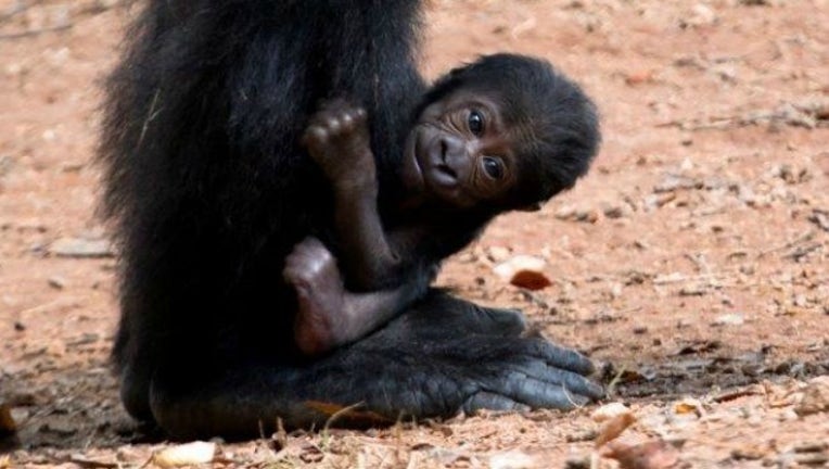 801d4fb4-baby gorilla_1474304260133.jpg