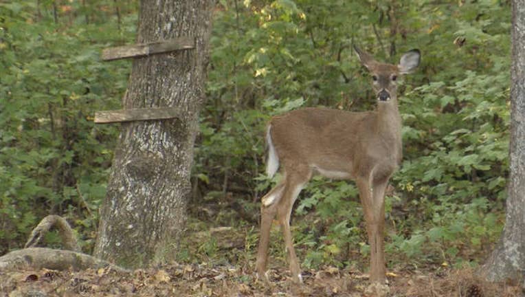 FVLDEER4_1476243137861.jpg
