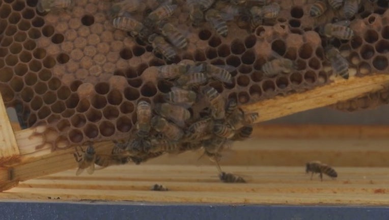 P BEES AND DELTA 5P _00.00.42.24_1538706748928.png.jpg