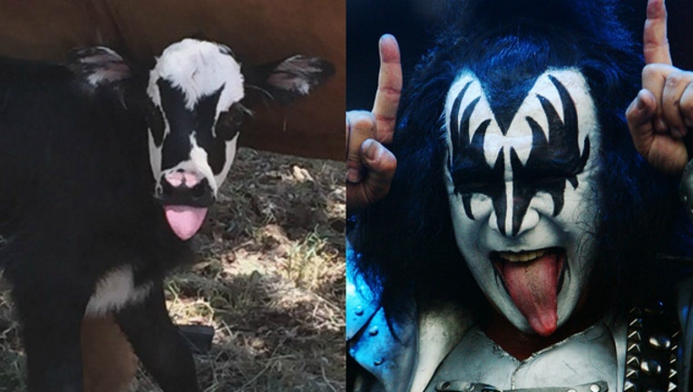 0515ad35-GETTY calf and gene simmons GETTY_1501618568351-404023.jpg