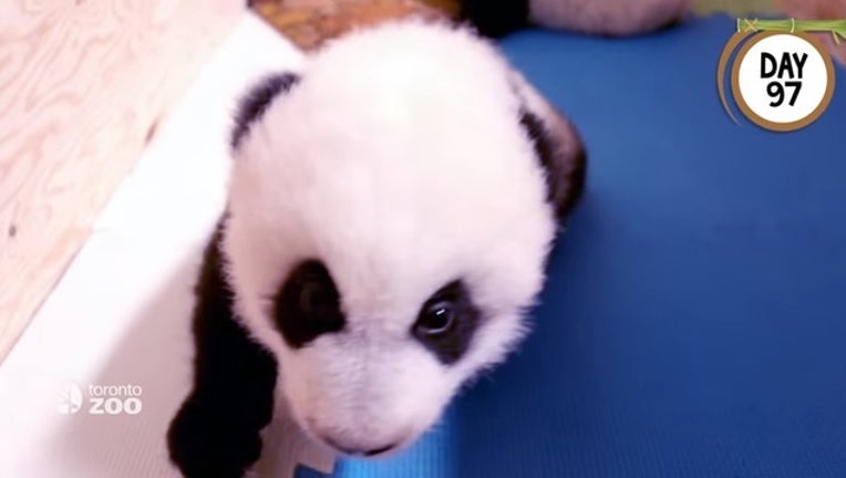 442054a6-canada panda_1453326911600.jpg