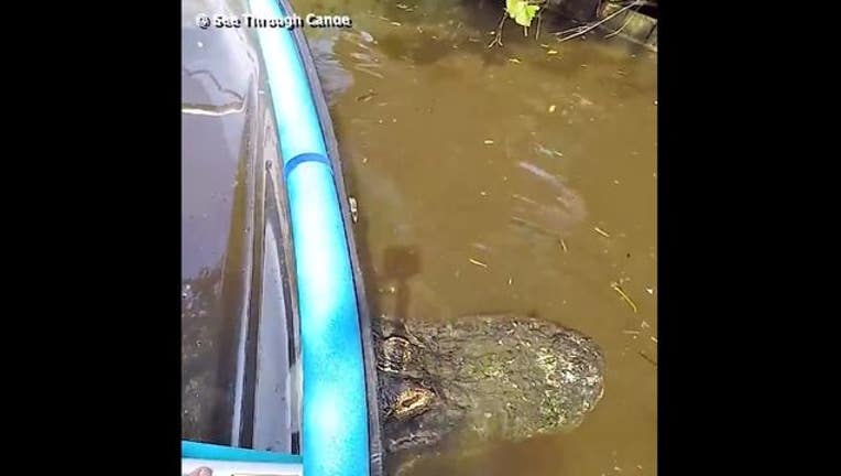Canoe stuck on gator-402429