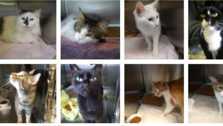 cat story_1490897809775.jpg