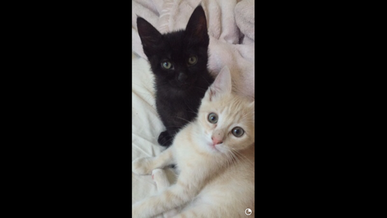 cats1_1445394857356-407068.PNG