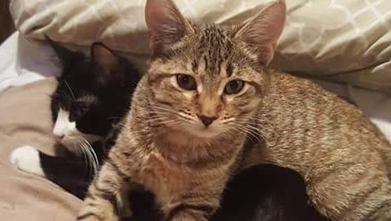 cats coyotes 31_1531619504926.jpg-401385-401385.jpg