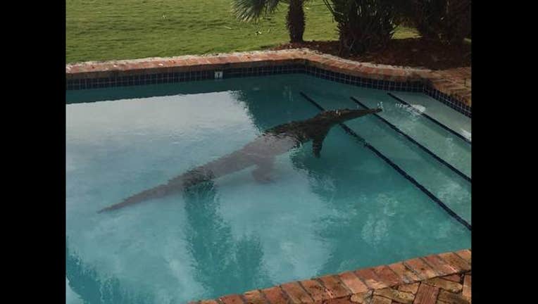 Crocodile in Pool
