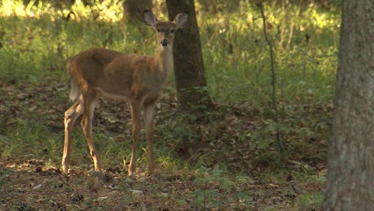 FVLDEER1_1476242968422.jpg