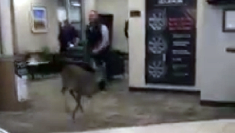 e1c296a6-deer_1484015444316.png