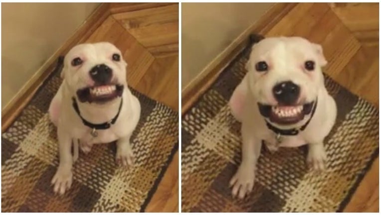 4825d7af-dog smiles on command_1452610905305.jpg