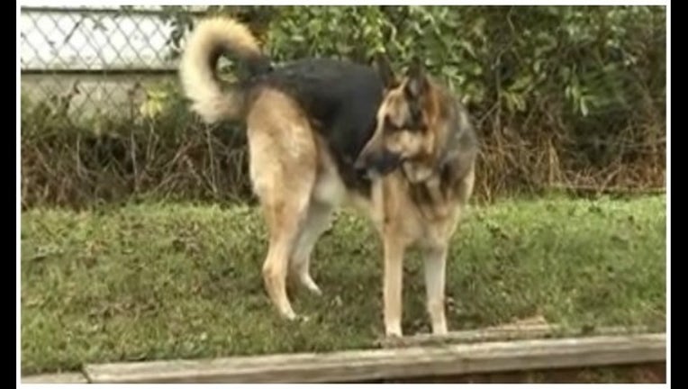 dog_1448490635307.jpg