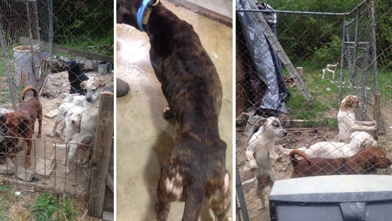 dogs_1463518691611.jpg