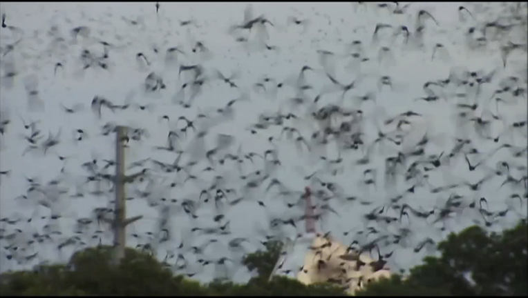 e2d9bb1f-BATS VS ZIKA 10P_00.00.44.18_1464237792357.png