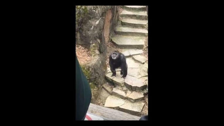 eb26b5fb-chimp hits grandma with pooh_1491246091623-65880.JPG