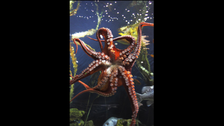 ebe123ba-A Georgia Aquarium freebie