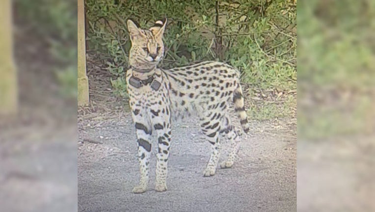c342dca6-exotic cat_1555011821893.jpg-403440.jpg
