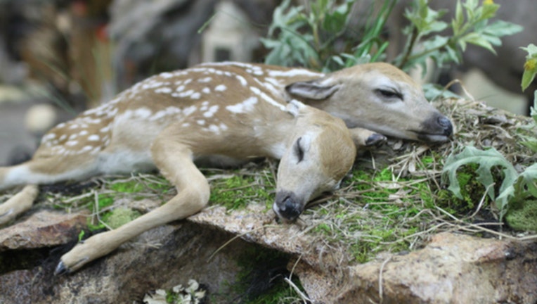 Two headed fawn (image courtesy Minnesota DNR)-404023