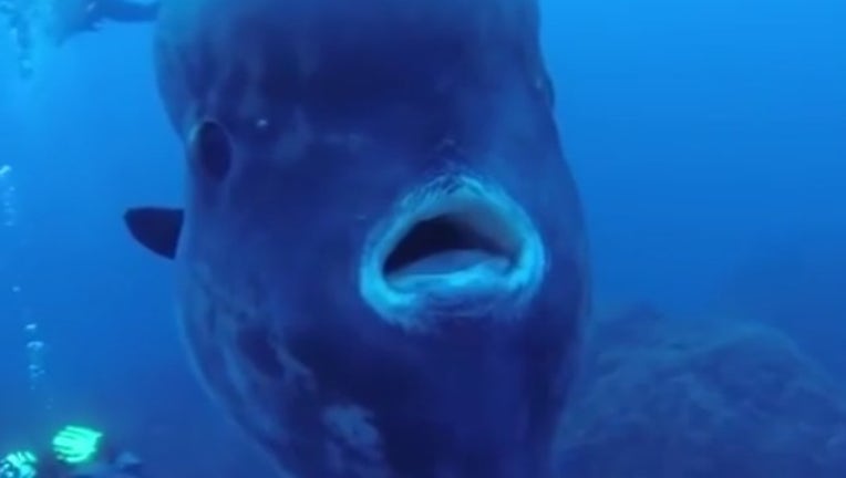 fish_1456195177905.jpg