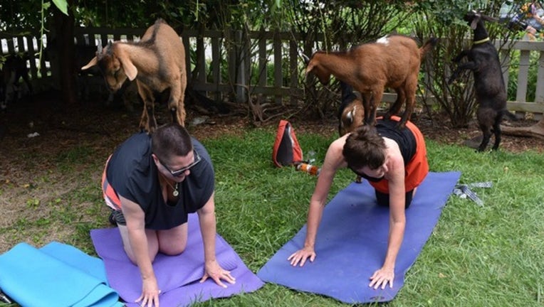 5f9c804c-goat yoga_1496938452589.jpg