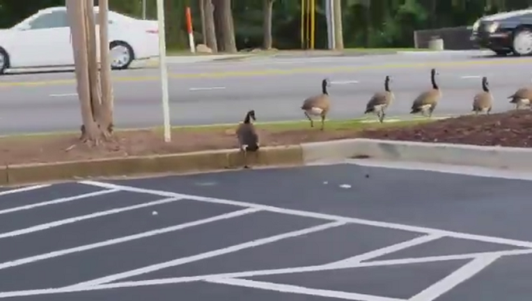 20cb41df-goose_1440531742431.png